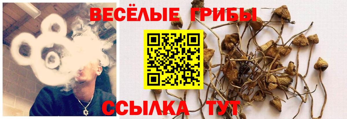 Галлюциногенные грибы Psilocybe Сланцы